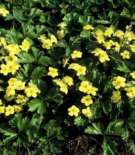 Waldsteinia ternata