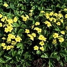 Waldsteinia Waldsteinia ternata Waldsteinia Waldsteinia ternata
