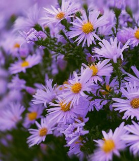 Aster (D) 'Anneke'