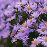 Aster Aster (D) 'Anneke' Aster Aster (D) 'Anneke'
