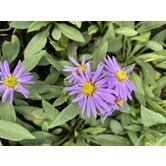 Aster (D) 'Prof. Anton Kippenberg'