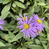 Aster Aster (D) 'Prof. Anton Kippenberg'