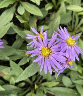 Aster (D) 'Prof. Anton Kippenberg'