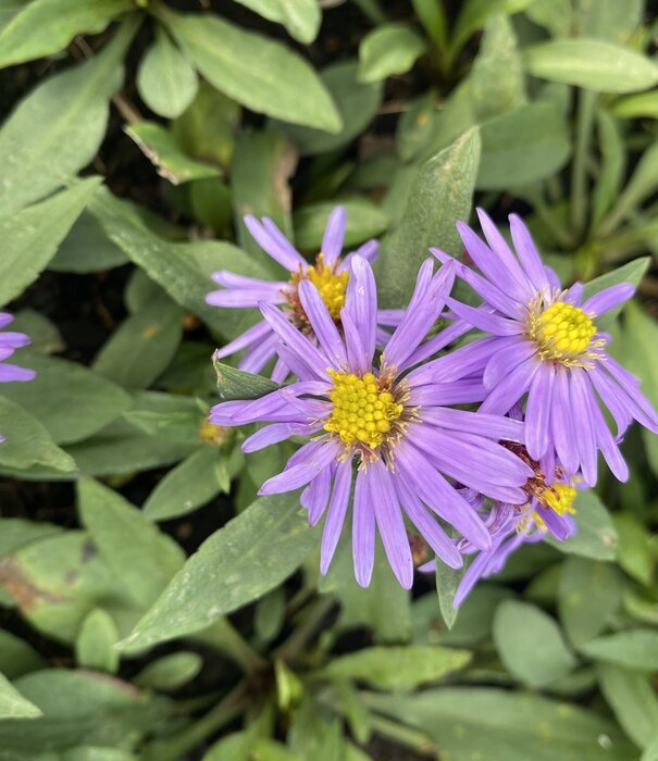 Aster Aster (D) 'Prof. Anton Kippenberg'