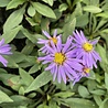 Aster Aster (D) 'Prof. Anton Kippenberg' Aster Aster (D) 'Prof. Anton Kippenberg'