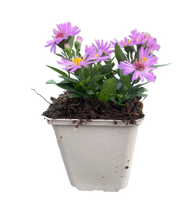 Aster Aster (D) 'Prof. Anton Kippenberg'