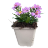 Aster Aster (D) 'Prof. Anton Kippenberg' Aster Aster (D) 'Prof. Anton Kippenberg'
