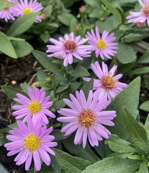 Aster Aster (D) 'Prof. Anton Kippenberg'