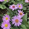 Aster Aster (D) 'Prof. Anton Kippenberg' Aster Aster (D) 'Prof. Anton Kippenberg'