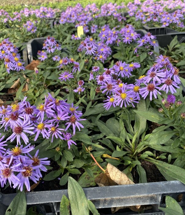 Aster Aster (D) 'Prof. Anton Kippenberg'