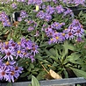 Aster Aster (D) 'Prof. Anton Kippenberg' Aster Aster (D) 'Prof. Anton Kippenberg'