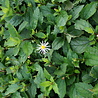 Aster Aster ageratoides 'Asran', Aster Aster ageratoides 'Asran',