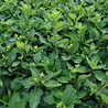 Aster Aster ageratoides 'Asran', Aster Aster ageratoides 'Asran',