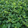 Aster Aster ageratoides 'Asran', Aster Aster ageratoides 'Asran',