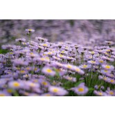 Aster ageratoides 'Stardust'