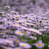 Aster Aster ageratoides 'Stardust' Aster Aster ageratoides 'Stardust'