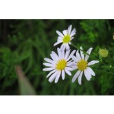 Aster ageratoides 'Starshine'