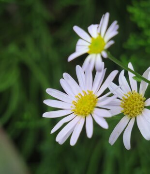 Aster ageratoides 'Starshine'