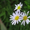 Aster Aster ageratoides 'Starshine' Aster Aster ageratoides 'Starshine'