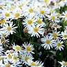 Aster Aster ageratoides 'Starshine' Aster Aster ageratoides 'Starshine'