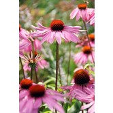 Echinacea purpurea 'Magnus'