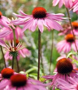 Echinacea purpurea 'Magnus'