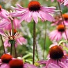 Echinacea Echinacea purpurea 'Magnus' Echinacea Echinacea purpurea 'Magnus'