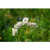 Persicaria amplexicaulis 'Alba'