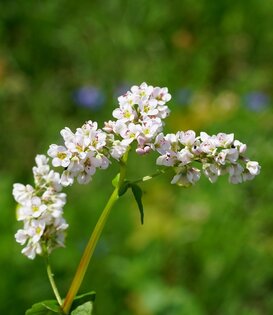 Persicaria amplexicaulis 'Alba'