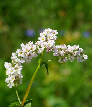 Persicaria amplexicaulis 'Alba'
