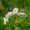 Persicaria Persicaria amplexicaulis 'Alba' Persicaria Persicaria amplexicaulis 'Alba'