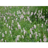 Persicaria amplexicaulis 'Rosea'