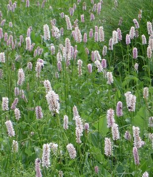 Persicaria amplexicaulis 'Rosea'