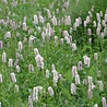 Persicaria Persicaria amplexicaulis 'Rosea' Persicaria Persicaria amplexicaulis 'Rosea'
