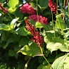 Persicaria Persicaria amplexicaulis 'Speciosa' Persicaria Persicaria amplexicaulis 'Speciosa'