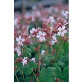 Geranium macrorrhizum 'Spessart'