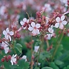 Geranium Geranium macrorrhizum 'Spessart' Geranium Geranium macrorrhizum 'Spessart'