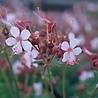 Geranium Geranium macrorrhizum 'Spessart' Geranium Geranium macrorrhizum 'Spessart'