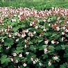 Geranium Geranium macrorrhizum 'Spessart' Geranium Geranium macrorrhizum 'Spessart'