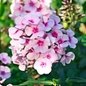 Phlox Phlox (P) 'Bright Eyes' Phlox Phlox (P) 'Bright Eyes'