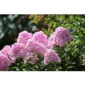 Phlox (P) 'Rosa Pastell'