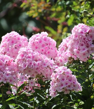 Phlox (P) 'Rosa Pastell'