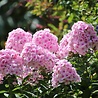 Phlox Phlox (P) 'Rosa Pastell' Phlox Phlox (P) 'Rosa Pastell'
