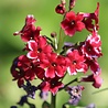 Phlox Phlox (P) 'Starfire' Phlox Phlox (P) 'Starfire'