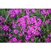 Phlox (S) 'Atropurpurea'