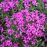 Phlox Phlox (S) 'Atropurpurea' Phlox Phlox (S) 'Atropurpurea'