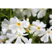 Phlox (S) 'Maischnee'