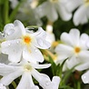 Phlox Phlox (S) 'Maischnee' Phlox Phlox (S) 'Maischnee'