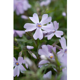 Phlox (S) 'Emerald Cushion Blue'