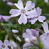 Phlox Phlox (S) 'Emerald Cushion Blue' Phlox Phlox (S) 'Emerald Cushion Blue'
